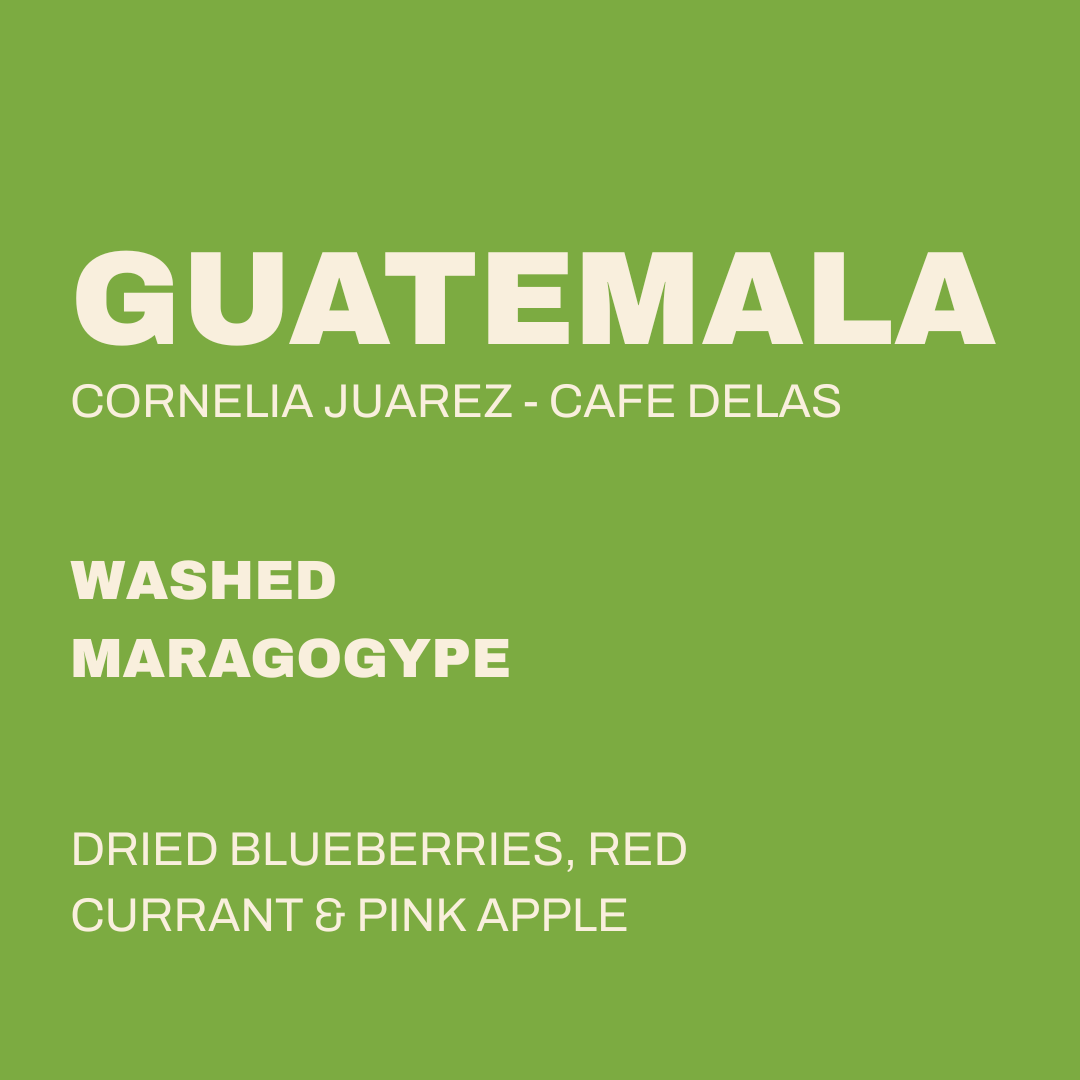 GUATEMALA - CAFE DELAS
